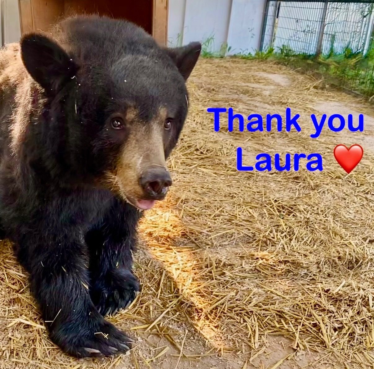 A black bear at Black Bear Rescue with the words ‘Thank you Laura’