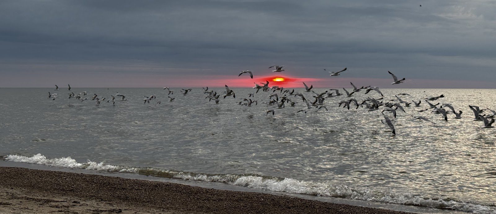 Birds flying low over the water at sunrise
