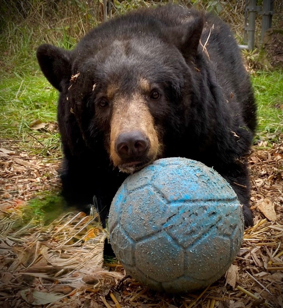 A black bear at Black Bear Rescue resting with a blue ball